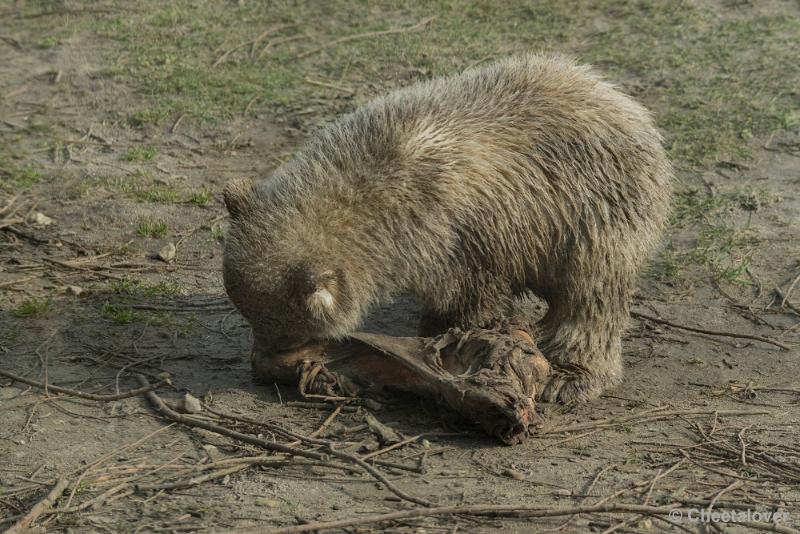 _DSC0567.JPG - Dierenrijk