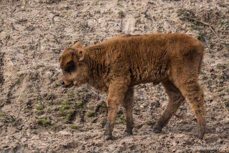 _DSC0609.JPG - Dierenrijk