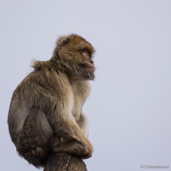 _DSC0627.JPG - Dierenrijk