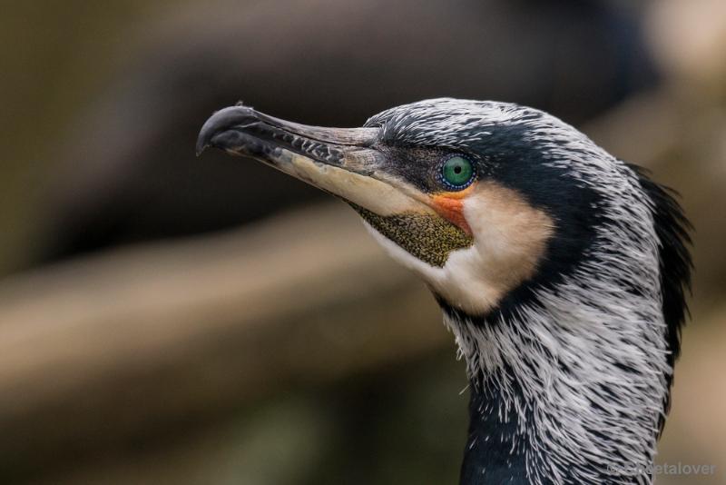 _DSC0013.JPG - Dortmund Zoo