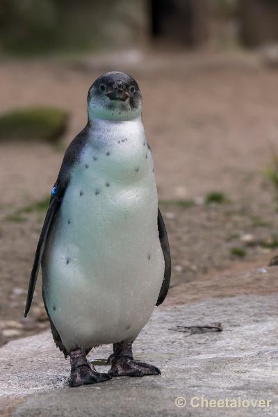 _DSC0339.JPG - Dortmund Zoo