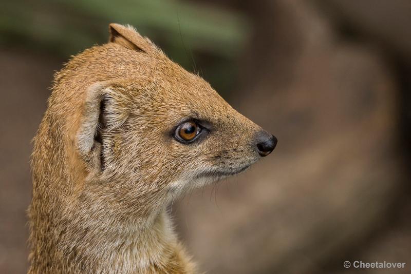 _DSC0480.JPG - Dortmund Zoo