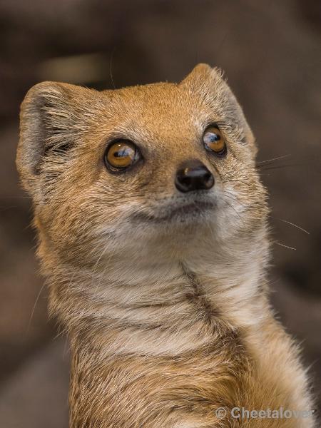 _DSC0493.JPG - Dortmund Zoo