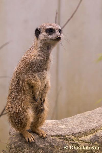 _DSC0515.JPG - Dortmund Zoo