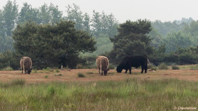 P1280260.JPG - Het Hageven