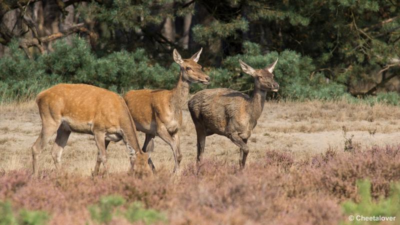 _DSC0116.JPG - Nationaal Park De Hoge Veluwe