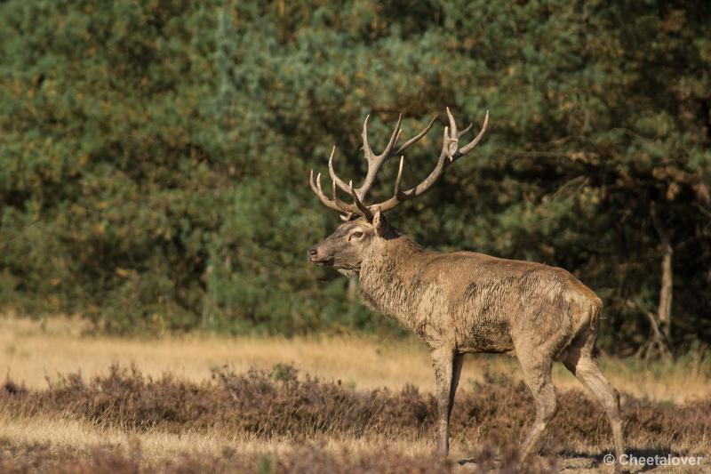 _DSC0166.JPG - Nationaal Park De Hoge Veluwe