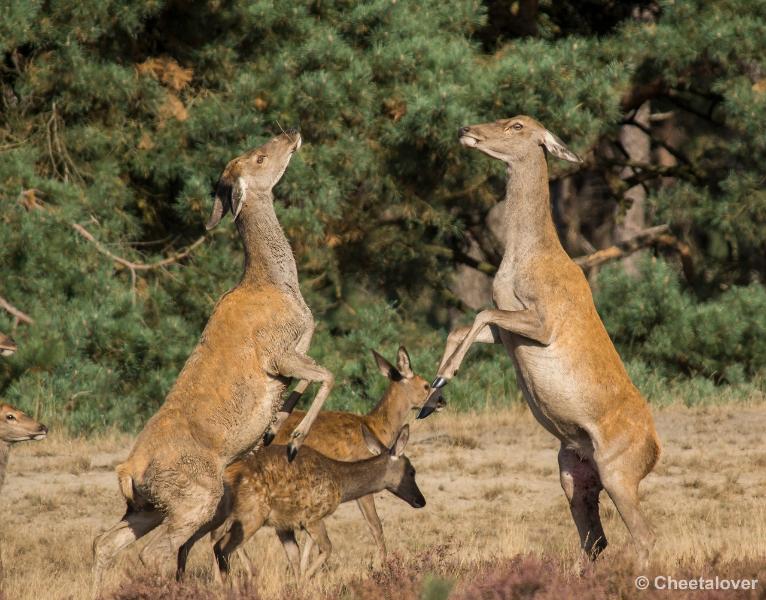 _DSC0178.JPG - Nationaal Park De Hoge Veluwe