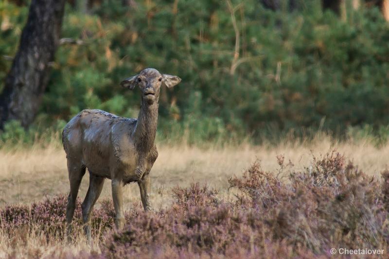 _DSC0205.JPG - Nationaal Park De Hoge Veluwe