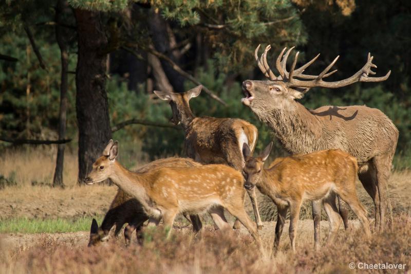 _DSC0224.JPG - Nationaal Park De Hoge Veluwe