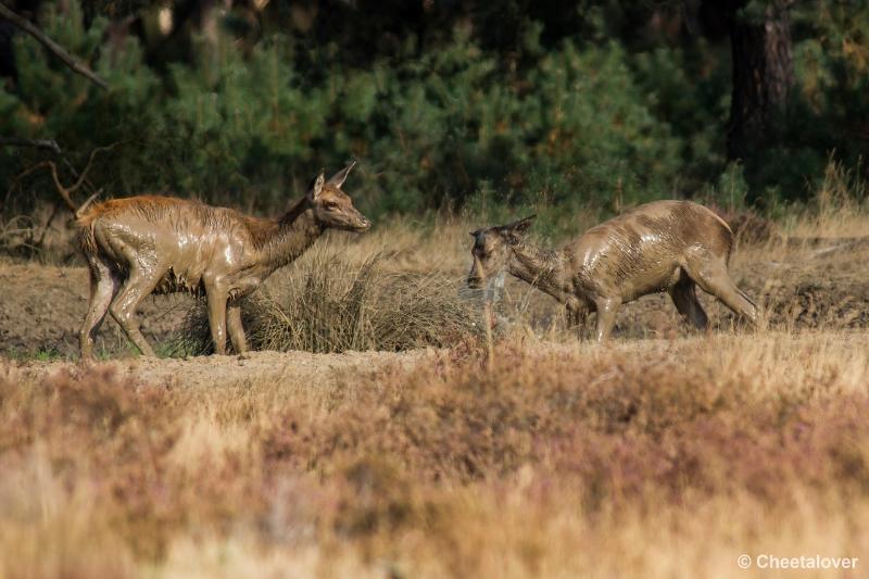 _DSC0242.JPG - Nationaal Park De Hoge Veluwe