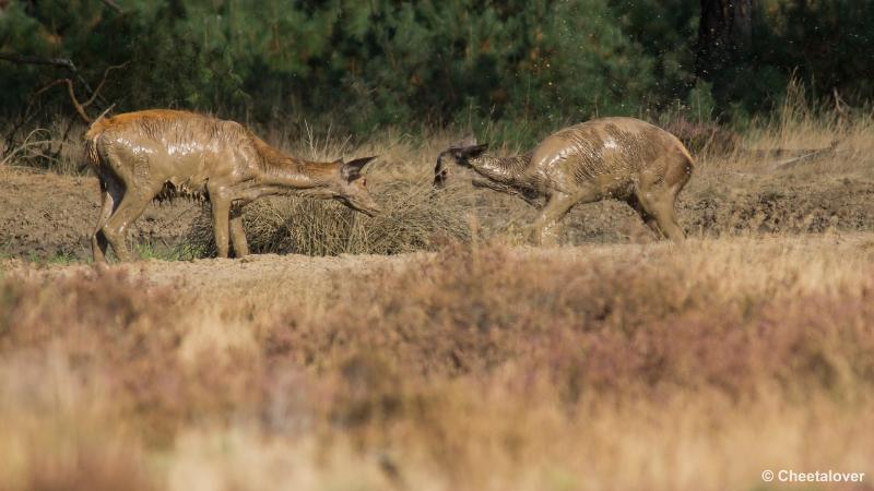 _DSC0244.JPG - Nationaal Park De Hoge Veluwe