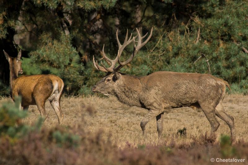 _DSC0285.JPG - Nationaal Park De Hoge Veluwe