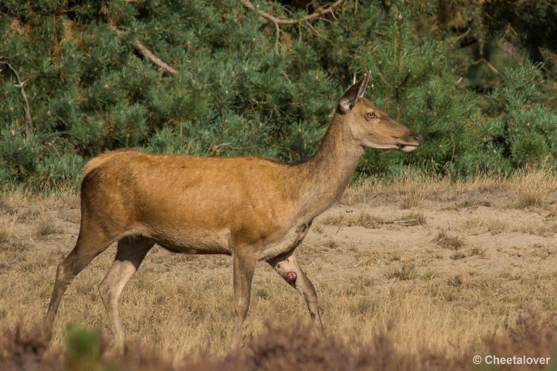 _DSC0290.JPG - Nationaal Park De Hoge Veluwe