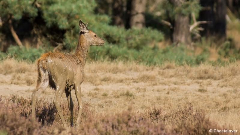 _DSC0301.JPG - Nationaal Park De Hoge Veluwe