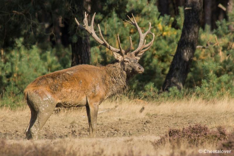 _DSC0317.JPG - Nationaal Park De Hoge Veluwe