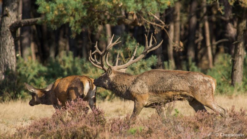 _DSC0337.JPG - Nationaal Park De Hoge Veluwe