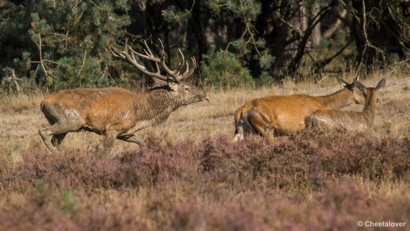 _DSC0347.JPG - Nationaal Park De Hoge Veluwe