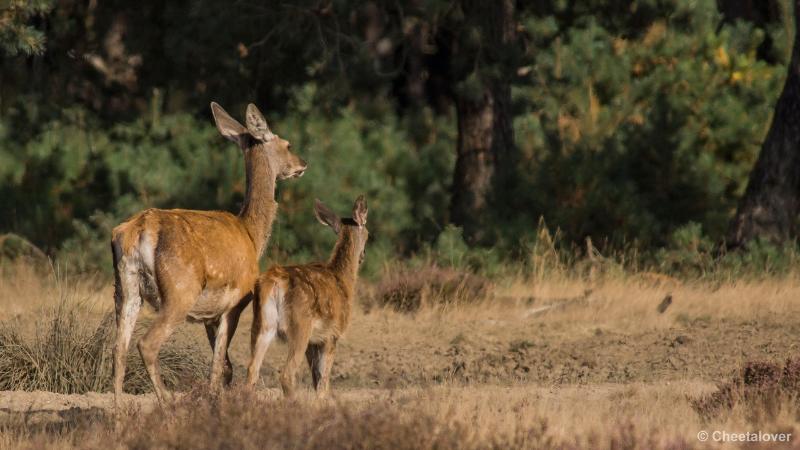 _DSC0385.JPG - Nationaal Park De Hoge Veluwe