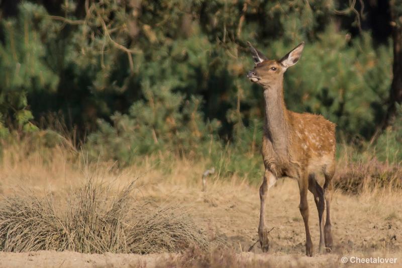 _DSC0414.JPG - Nationaal Park De Hoge Veluwe