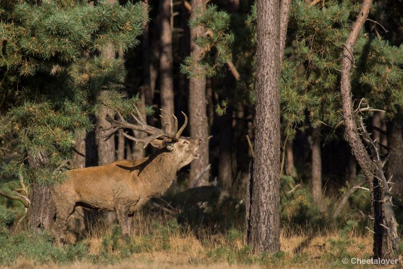 _DSC0430.JPG - Nationaal Park De Hoge Veluwe