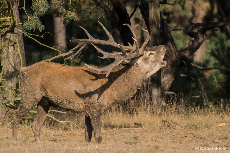 _DSC0449.JPG - Nationaal Park De Hoge Veluwe