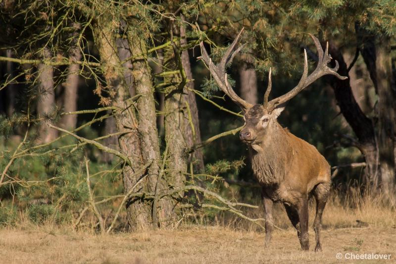 _DSC0463.JPG - Nationaal Park De Hoge Veluwe