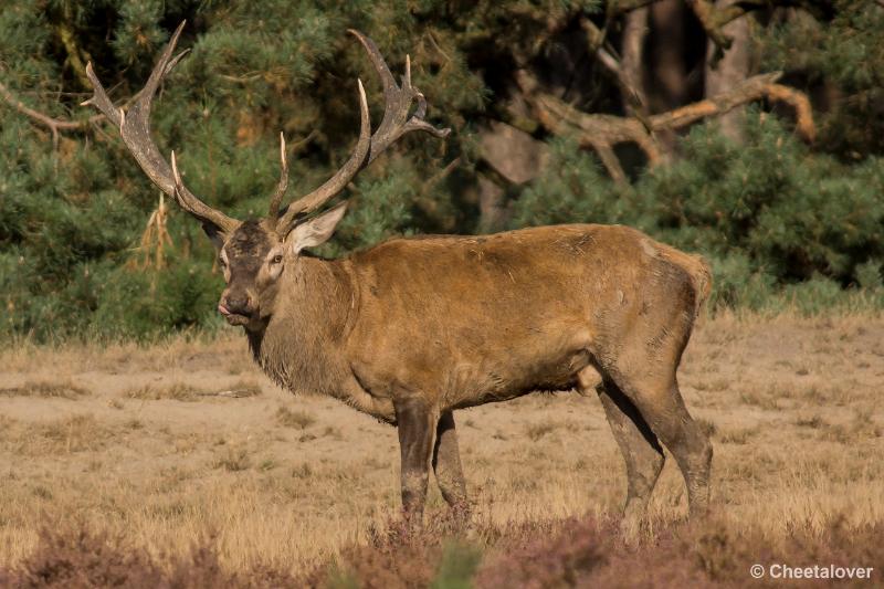 _DSC0491.JPG - Nationaal Park De Hoge Veluwe