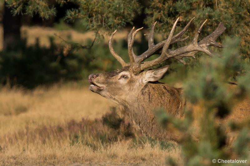 _DSC0498.JPG - Nationaal Park De Hoge Veluwe