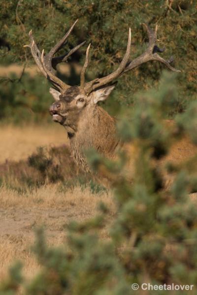 _DSC0514.JPG - Nationaal Park De Hoge Veluwe