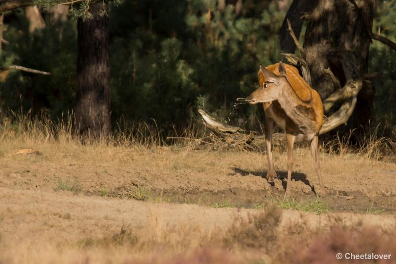 _DSC0524.JPG - Nationaal Park De Hoge Veluwe