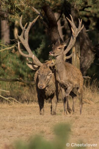 _DSC0557.JPG - Nationaal Park De Hoge Veluwe