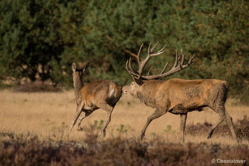 _DSC0580.JPG - Nationaal Park De Hoge Veluwe