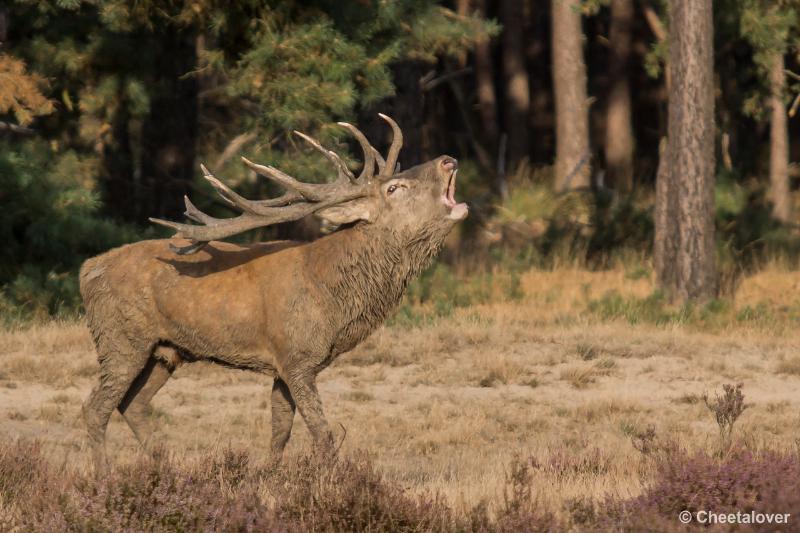 _DSC0622.JPG - Nationaal Park De Hoge Veluwe