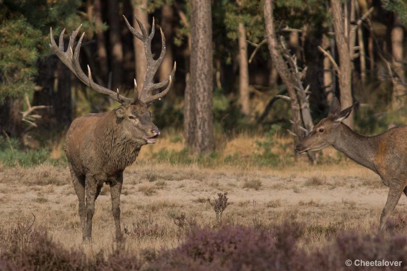 _DSC0635.JPG - Nationaal Park De Hoge Veluwe