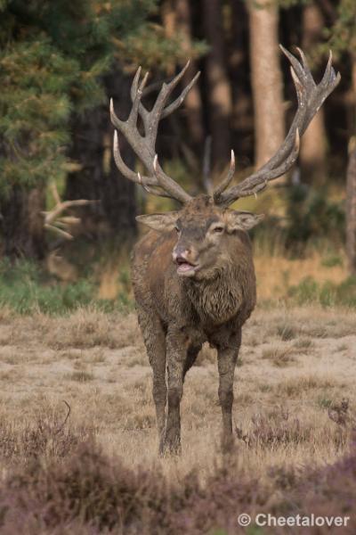 _DSC0640.JPG - Nationaal Park De Hoge Veluwe