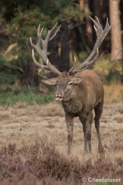 _DSC0642.JPG - Nationaal Park De Hoge Veluwe