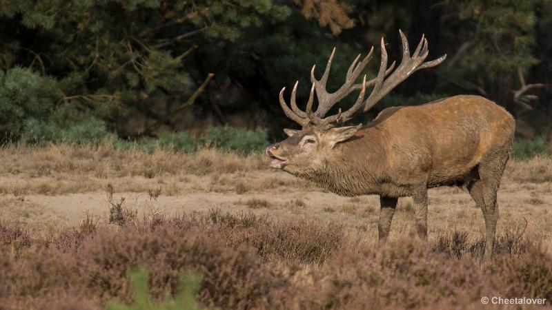 _DSC0644.JPG - Nationaal Park De Hoge Veluwe