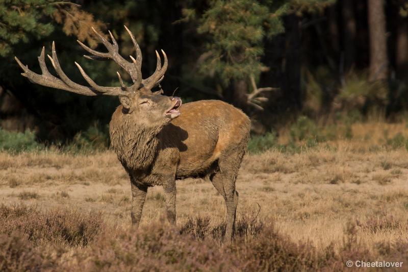 _DSC0661.JPG - Nationaal Park De Hoge Veluwe