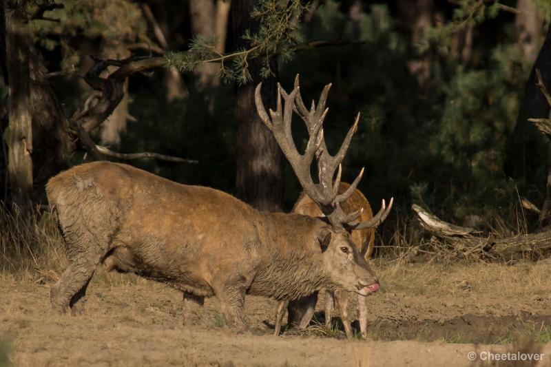 _DSC0684.JPG - Nationaal Park De Hoge Veluwe