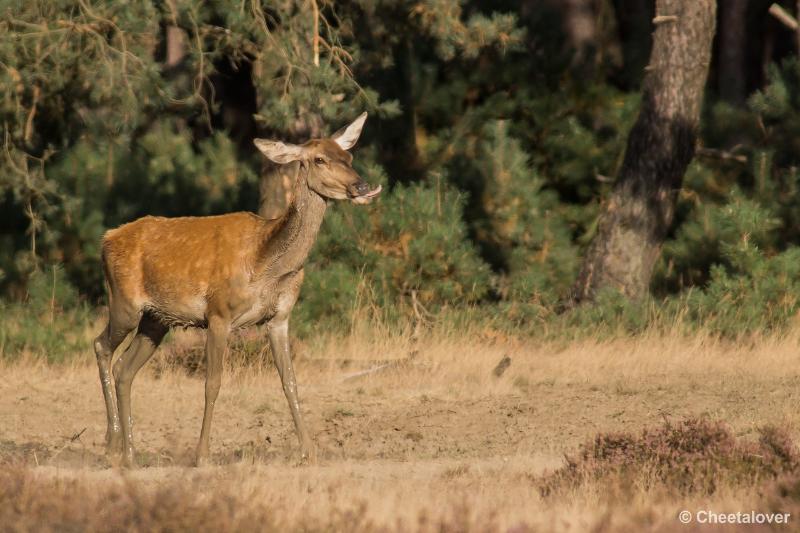 _DSC0701.JPG - Nationaal Park De Hoge Veluwe