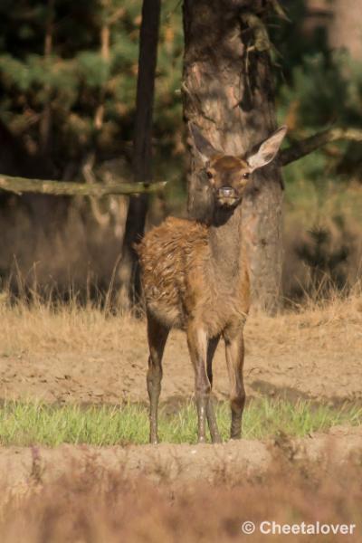 _DSC0710.JPG - Nationaal Park De Hoge Veluwe