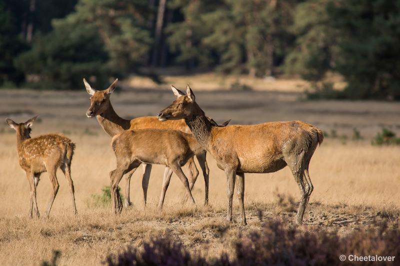 _DSC0769.JPG - Nationaal Park De Hoge Veluwe