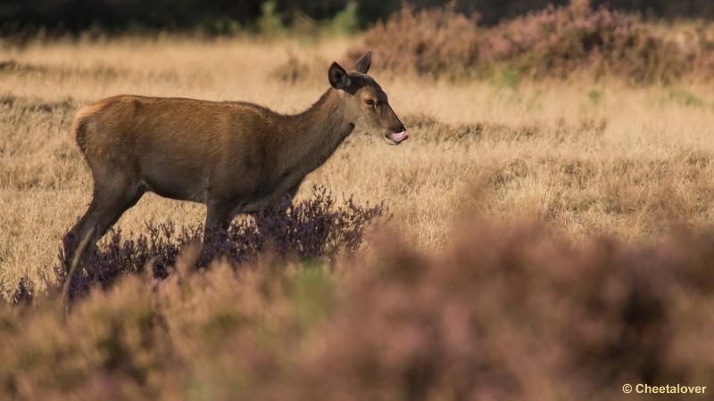 _DSC0814.JPG - Nationaal Park De Hoge Veluwe