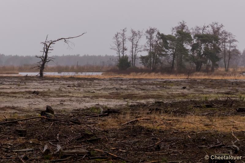 P1260727.JPG - Strabrechtse Heide 21 februari 2016