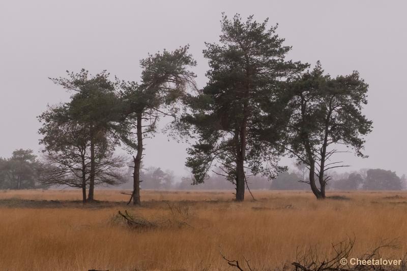 P1260728.JPG - Strabrechtse Heide 21 februari 2016