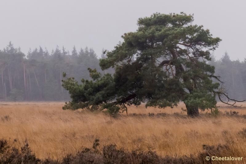 P1260747.JPG - Strabrechtse Heide 21 februari 2016