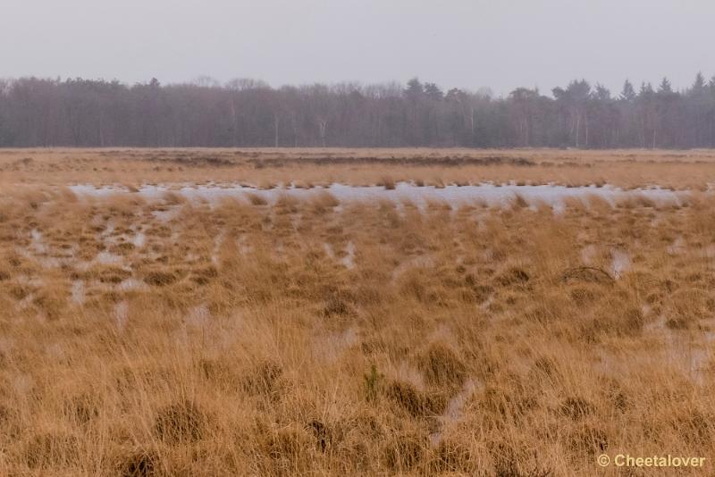 P1260752.JPG - Strabrechtse Heide 21 februari 2016