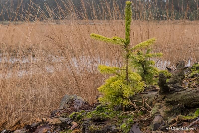 P1260770.JPG - Strabrechtse Heide 21 februari 2016