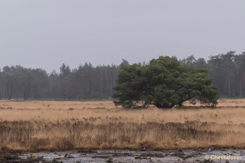 P1260771.JPG - Strabrechtse Heide 21 februari 2016